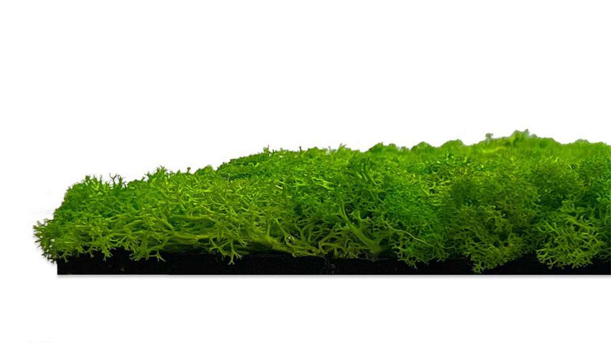 planeo Panneau acoustique - MixWall Living Moss Bright Green 52 x 52 cm | Mousse naturelle (PLMW-20111)