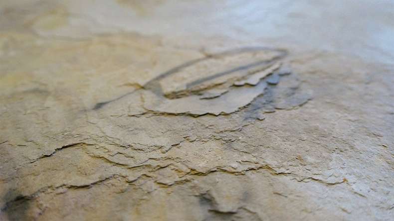 planeo EVOLITH Slate&Stone - Revêtement mural en pierre naturelle Autumn Drift 1220 x 610 mm