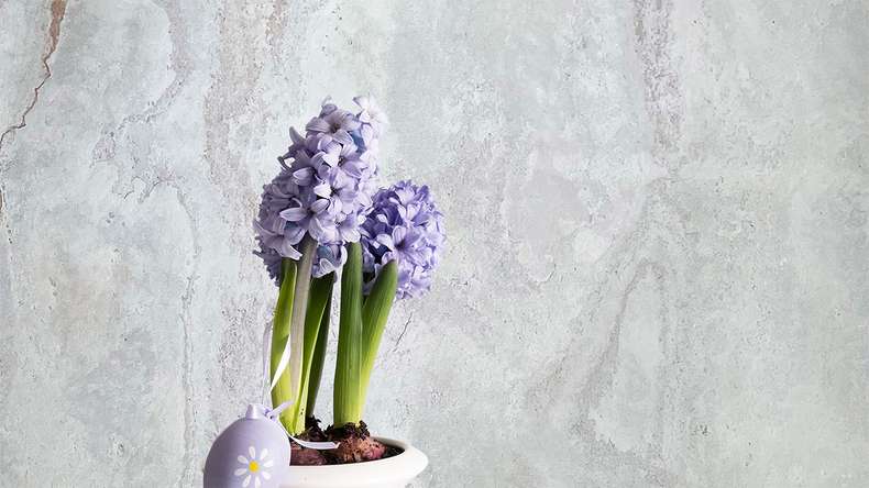 planeo EVOLITH Slate&Stone - revêtement mural en pierre naturelle Bianco Pure 1220 x 610 mm
