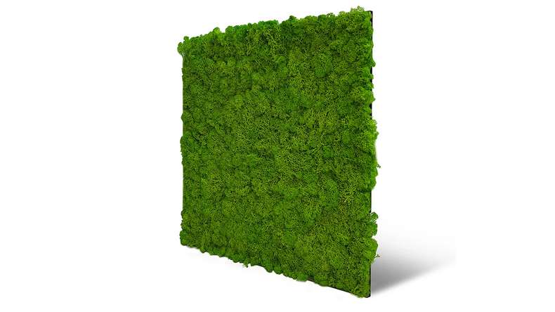 planeo Panneau acoustique - MixWall Living Moss Bright Green 52 x 52 cm | Mousse naturelle (PLMW-20111)