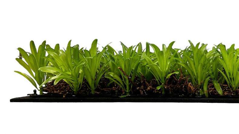 planeo Panneau acoustique - MixWall Living Leaf Podocarpus Tea Tree 52 x 52 cm | Plante naturelle (PLMW-40111)