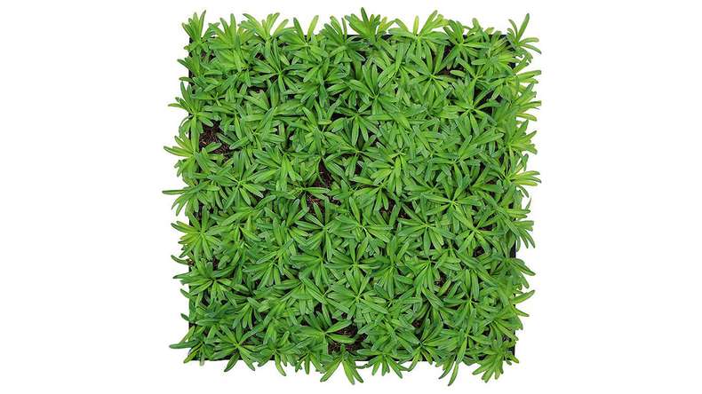 planeo Panneau acoustique - MixWall Living Leaf Podocarpus Tea Tree 52 x 52 cm | Plante naturelle (PLMW-40111)