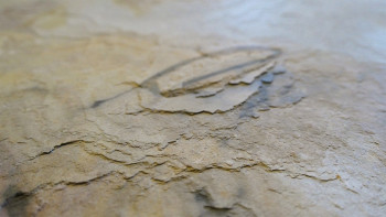 planeo EVOLITH EasyFix - Revêtement mural en pierre naturelle Autumn Drift 600 x 300 mm - 6pcs.