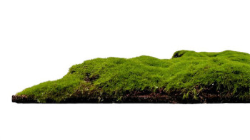 planeo Panneau acoustique - MixWall Moss Mood Forest Green Bulk 52 x 52 cm | Mousse artificielle (PLMW-20211C)