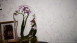 Metropolitan Stories Papier peint vinyle Lola - Paris Murs de style champêtre vivant fleuri vignes violet blanc 961