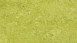 Forbo Linoleum Marmoleum Real - chartreuse 3224 2.5
