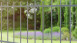 Panneau double fil lourde 8/6/8 RAL 7016 anthracite