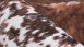 tapis planeo - Western 325 brun